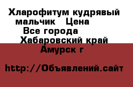 Хларофитум кудрявый мальчик › Цена ­ 30 - Все города  »    . Хабаровский край,Амурск г.